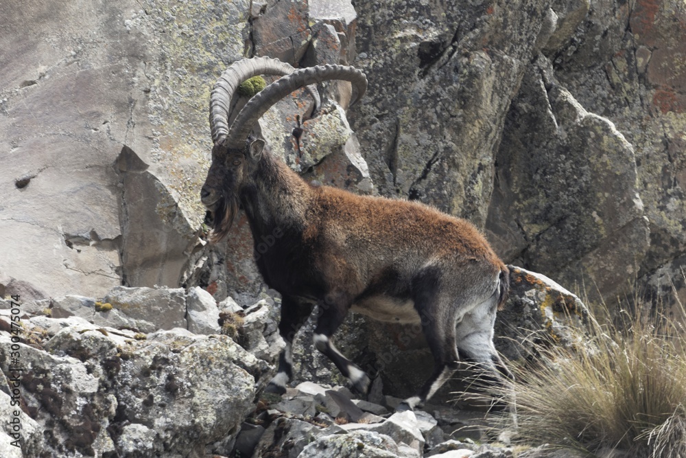 Walia ibex, Capra walie, in the Simien Mountain National Park - obrazy, fototapety, plakaty 