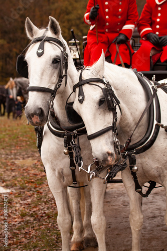 Two white horses with blinkers in front of a Landau carriage driven by two coachmen in red livery uniforms.