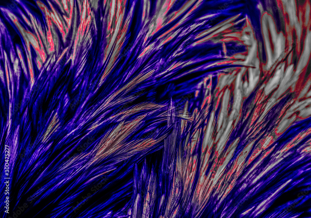 Beautiful abstract colorful blue black red and pink feathers on dark background and soft white purple feather texture on white pattern Beautiful abstract colorful blue black red and pink feathers on dark background and soft white purple feather texture on white pattern