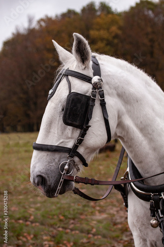 Head of a white horse with blinkers. Close up image