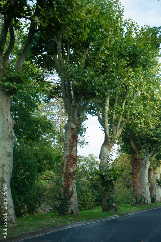 Fototapeta premium tall stalk trees in France