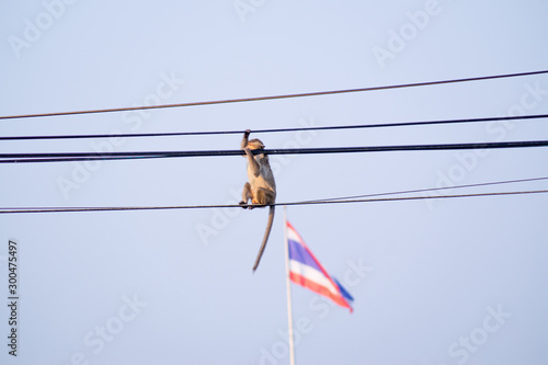 monkey sitting on electric wires in thailand
