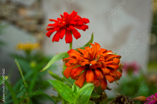 Fototapeta Naklejka Na Ścianę i Meble -  Typical Mexican flowers sown along urban parks