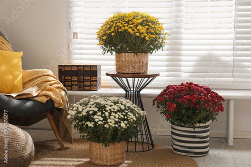 Fotografija Beautiful fresh chrysanthemum flowers near window in stylish room interior