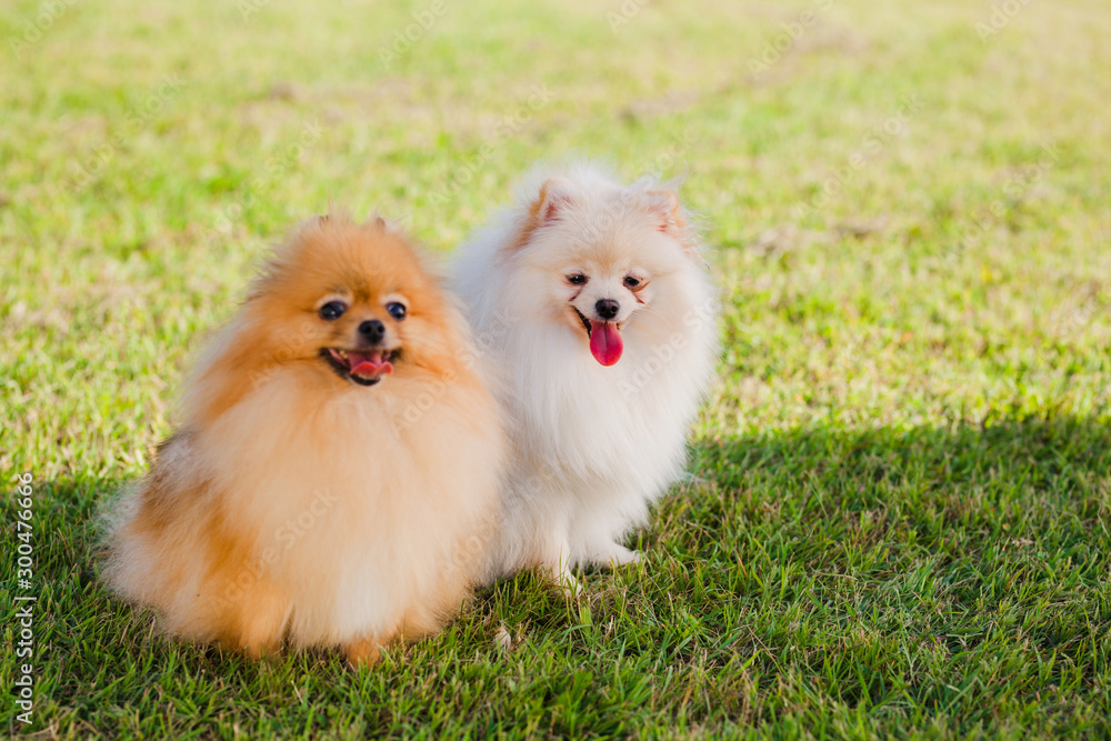 two Zverg Spitz Pomeranian puppies posing on grass two Zverg Spitz Pomeranian puppies posing on grass
