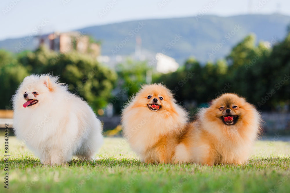 three Zverg Spitz Pomeranian puppies posing on grass