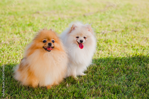 Fototapeta Naklejka Na Ścianę i Meble -  two Zverg Spitz Pomeranian puppies posing on grass