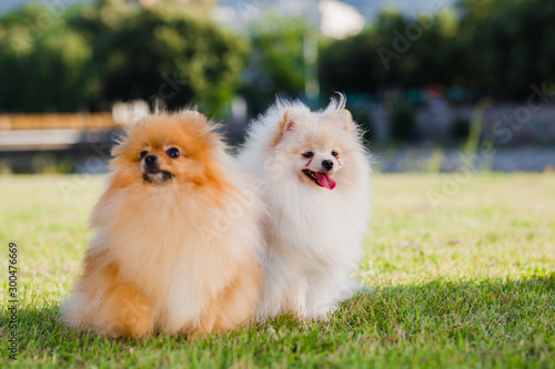 two Zverg Spitz Pomeranian puppies posing on grass © Nikola Spasenoski
