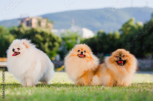 three Zverg Spitz Pomeranian puppies posing on grass photo