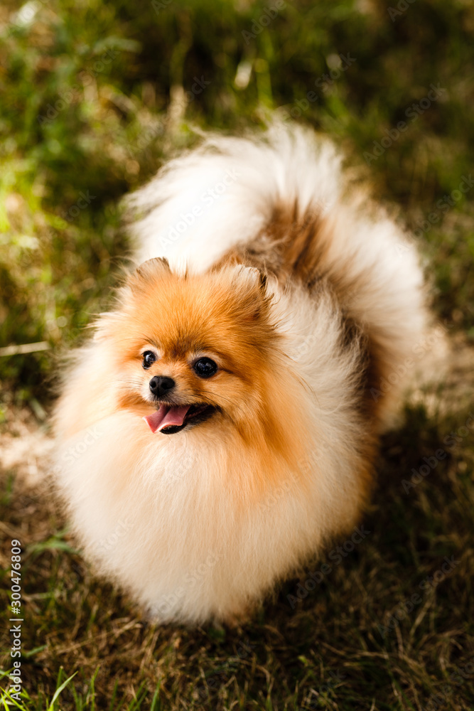 Zverg Spitz, Pomeranian puppy