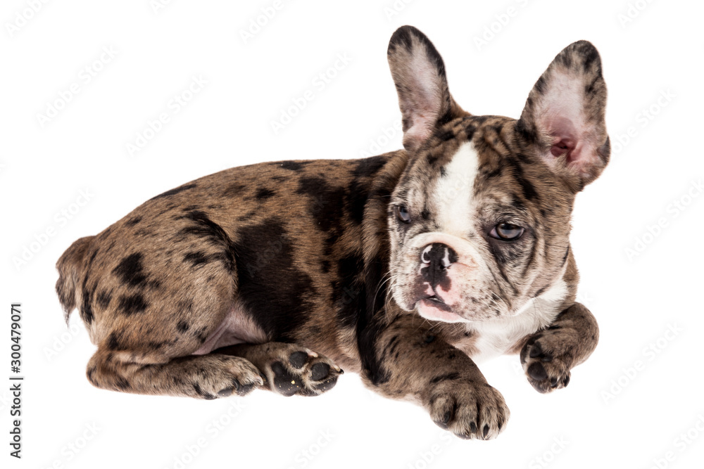 Tender mascot - french bulldog merle baby, photo on white background. Tender mascot - french bulldog merle baby, photo on white background.