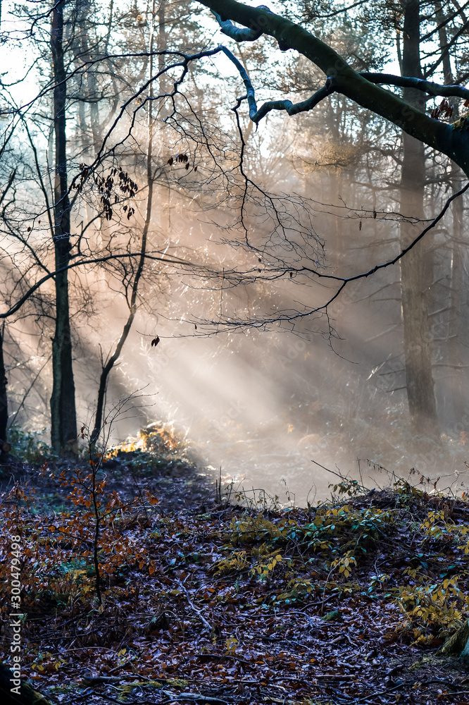 custom made wallpaper toronto digitaltree in fog