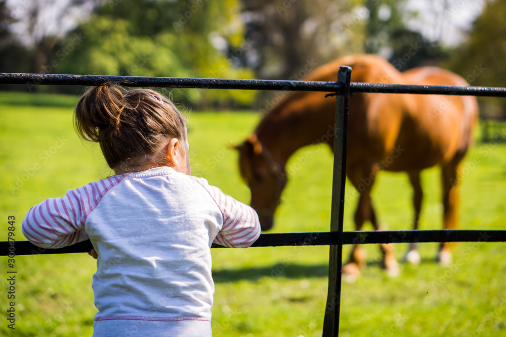 Young girl watching horses on farm, summer day