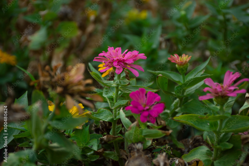 Typical Mexican flowers sown along urban parks