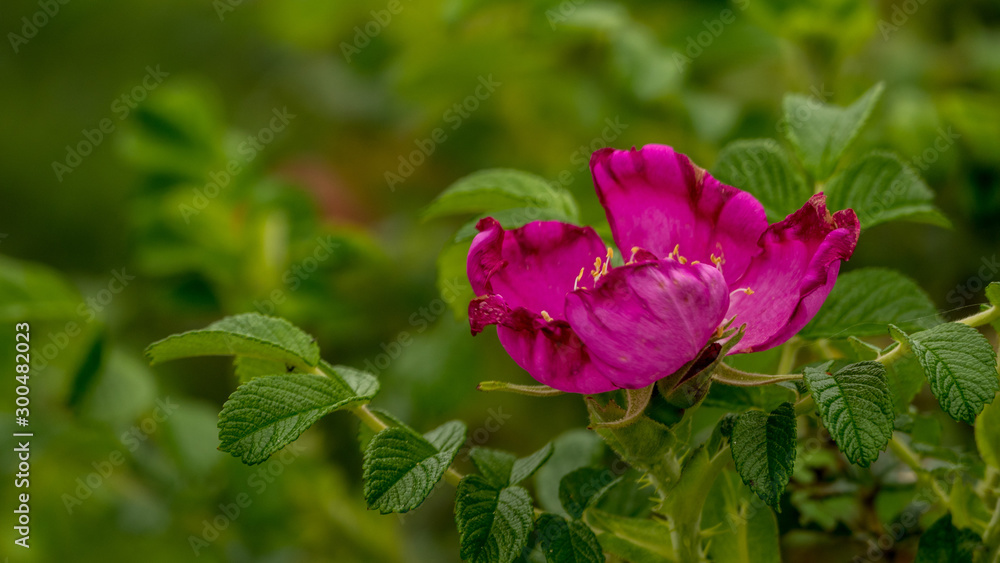 a blooming rose flower on a background of greenery