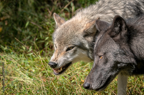 Картината върху платно Close up of two gray wolves (timber wolves), one with gray fur, the other with black fur