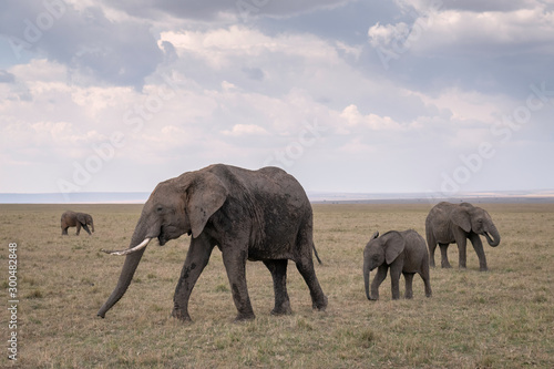 A mother elephant, followed by several calves of various ages, walks across the savanna. Image taken in the Masai Mara, Kenya.