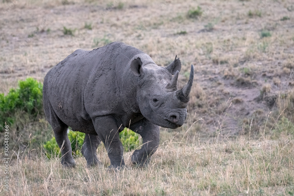 Critically endangered Black Rhinoceros (Rhino) as it walks across the open grassland, in the rain, in the Masai Mara, Kenya. Critically endangered Black Rhinoceros (Rhino) as it walks across the open grassland, in the rain, in the Masai Mara, Kenya.