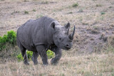 Critically endangered Black Rhinoceros (Rhino) as it walks across the open grassland, in the rain, in the Masai Mara, Kenya.