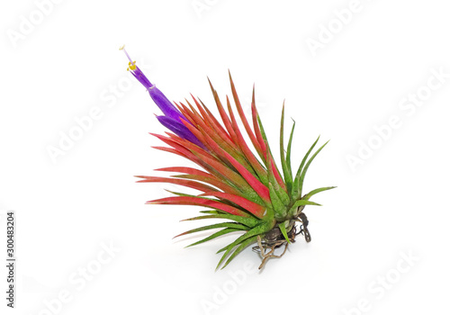 Tillandsia ionantha isolated on white background. Tillandsia are sky plant, careless and low maintenance ornamental plants that required no soil, only plenty of water, sunlight and good airflow. photo