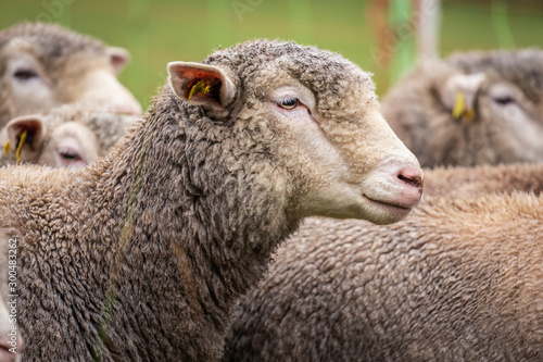 Canvas Print Pecore al pascolo in autunno