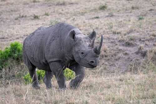 Critically endangered Black Rhinoceros (Rhino) as it walks across the open grassland, in the rain, in the Masai Mara, Kenya.