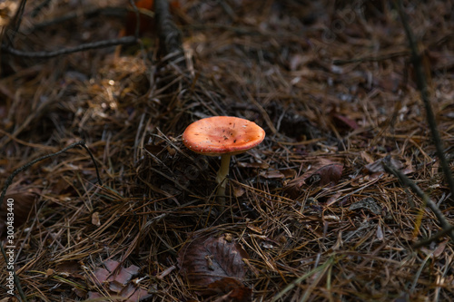 Big fly agaric in the forest. Big red and white fly agaric in the forest growing in the grass