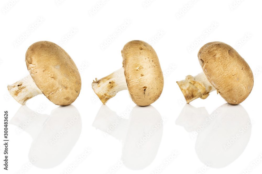 Group of three whole fresh brown champignon in row isolated on white background Group of three whole fresh brown champignon in row isolated on white background