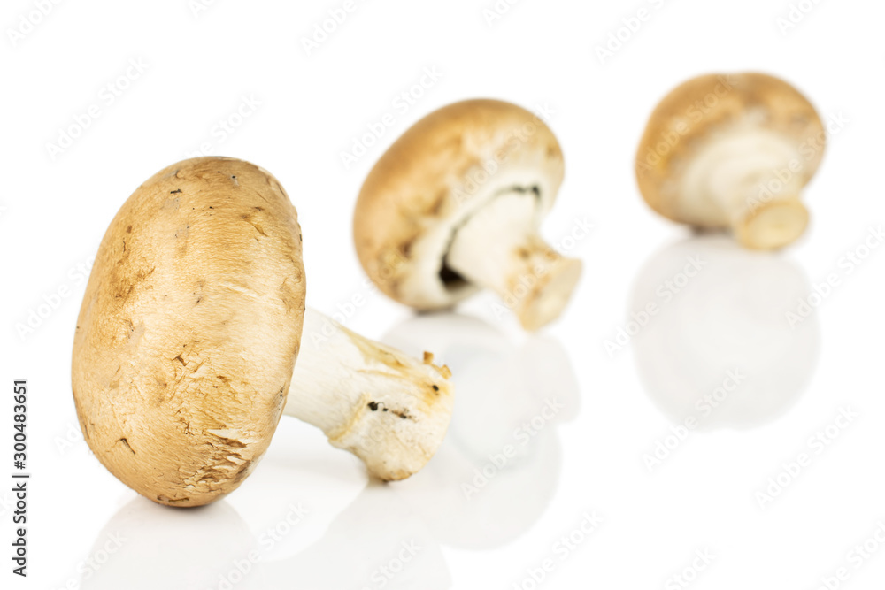 Group of three whole fresh brown champignon isolated on white background Group of three whole fresh brown champignon isolated on white background