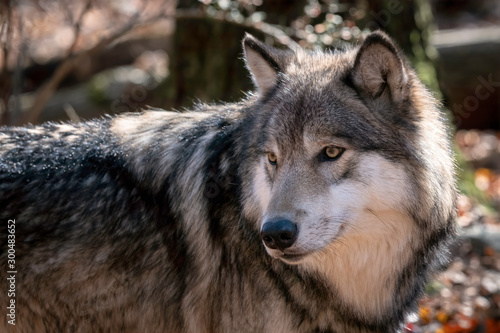 Close up of a gray wolf (timber wolf) with fall color in the background.