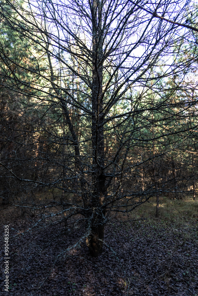 A scary old tree with many branches. Vertical view.