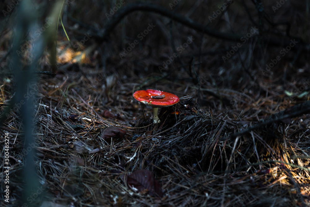 Big fly agaric in the forest. Big red and white fly agaric in the forest growing in the grass Big fly agaric in the forest. Big red and white fly agaric in the forest growing in the grass