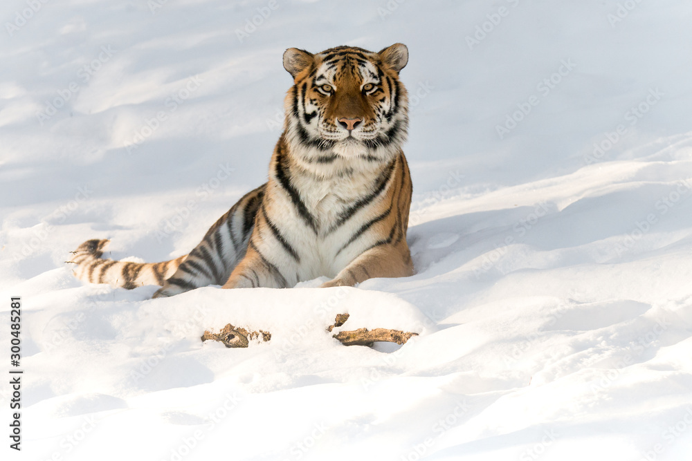 Obraz premium tiger in snow