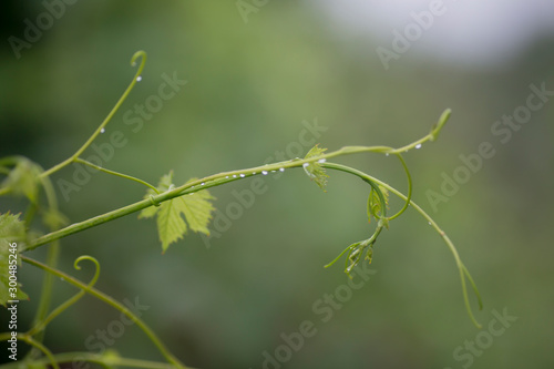 Green tree leaves and branches of grape