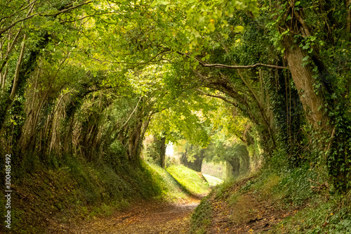 Photography Halnaker tree tunnel in West Sussex UK with sunlight shining in