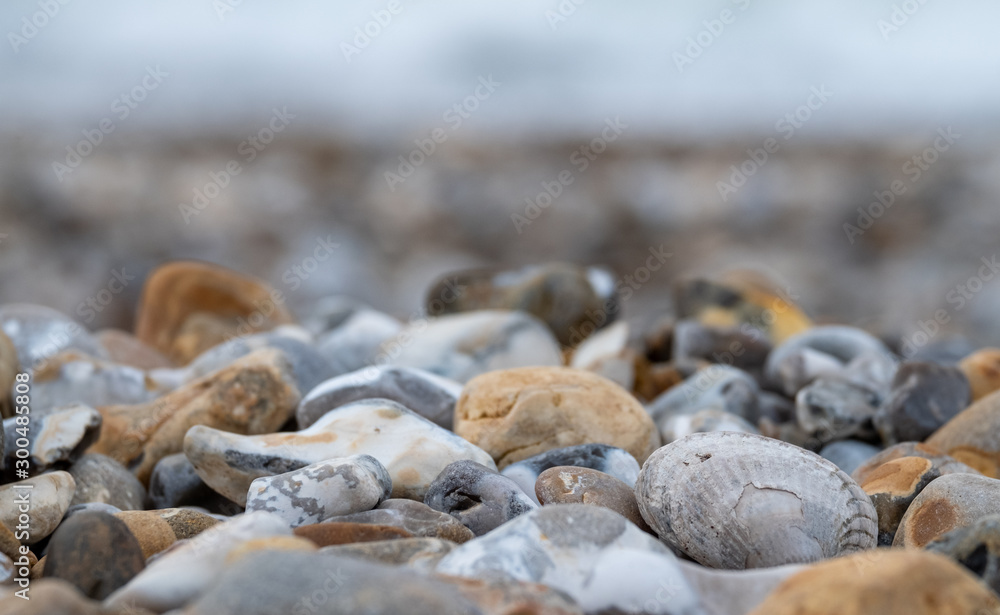 Venericor bivalve shell amongst pebbles on the beach at Bracklesham Bay near East Wittering, West Sussex UK. Venericor bivalve shell amongst pebbles on the beach at Bracklesham Bay near East Wittering, West Sussex UK.