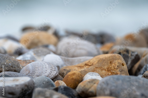 Venericor bivalve shell amongst pebbles on the beach at Bracklesham Bay near East Wittering, West Sussex UK.  photo
