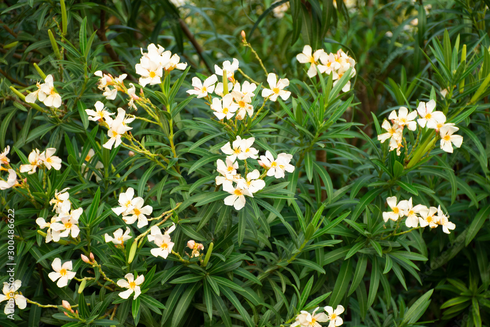Typical Mexican flowers sown along urban parks Typical Mexican flowers sown along urban parks