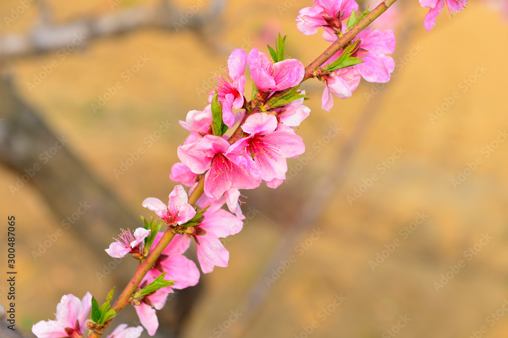 In full bloom in the peach blossom In full bloom in the peach blossom