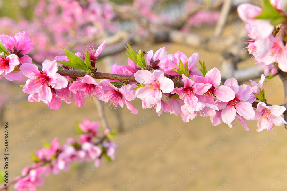 In full bloom in the peach blossom In full bloom in the peach blossom