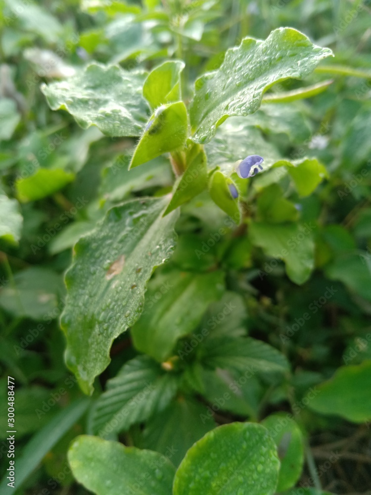 water drops on leaf water drops on leaf