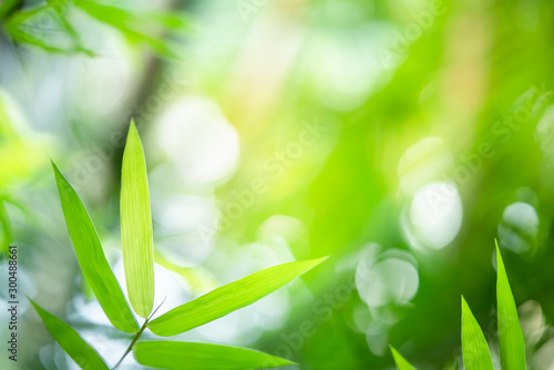 Bamboo leaf on blurred background. Tropical green plant in summer. 