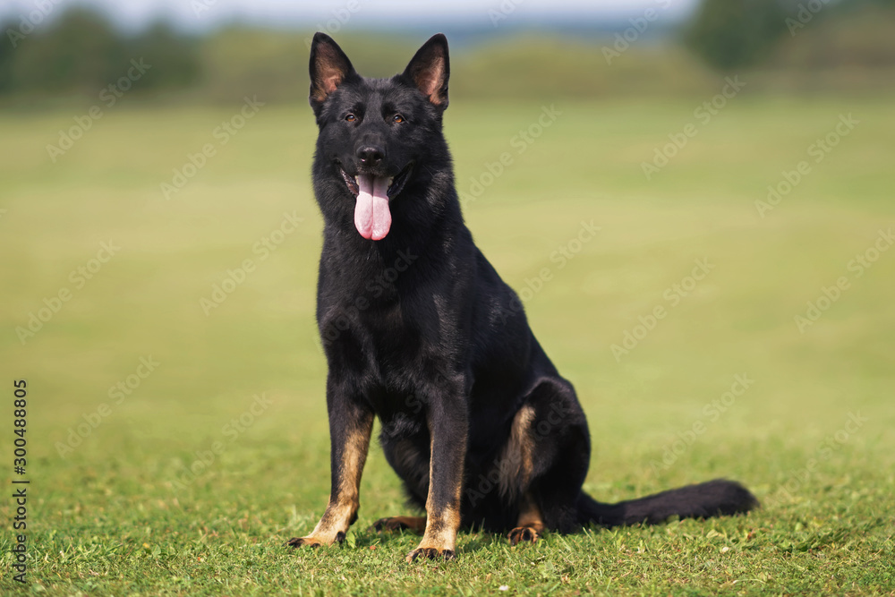 Bicolor (almost black with brown feet) German Shepherd dog sitting on a green grass in summer Bicolor (almost black with brown feet) German Shepherd dog sitting on a green grass in summer