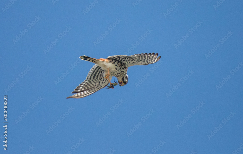 Fototapeta premium Kestrel hunting dragonfly