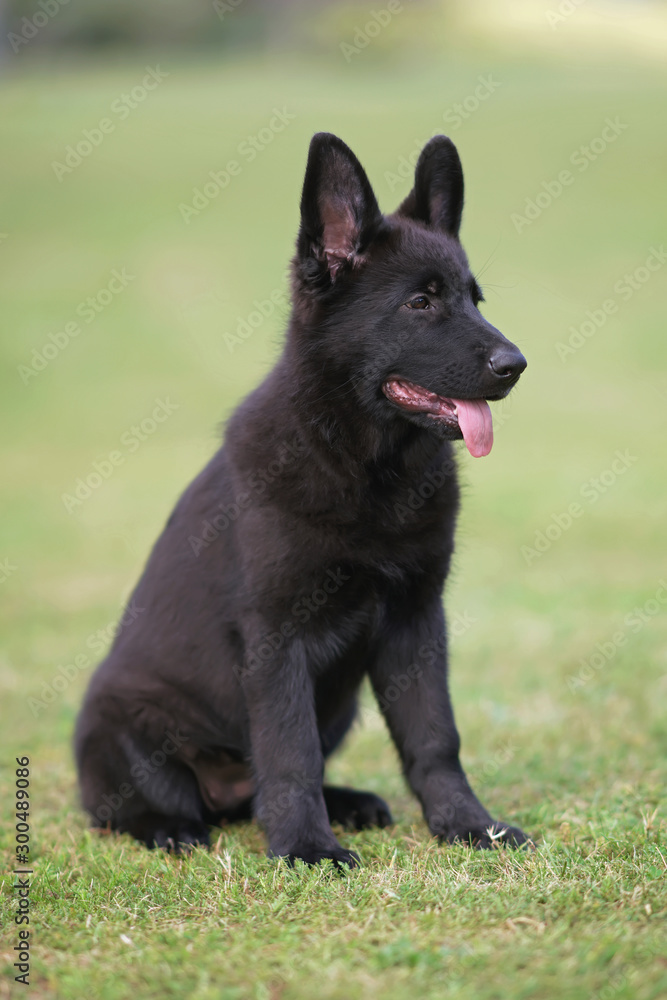 Adorable short-haired black German Shepherd puppy sitting on a green grass in summer