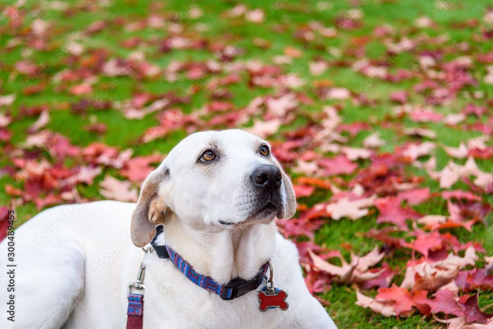 Labrador cross top rescue