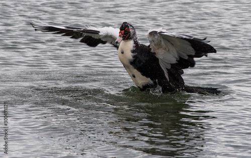 duck in flight