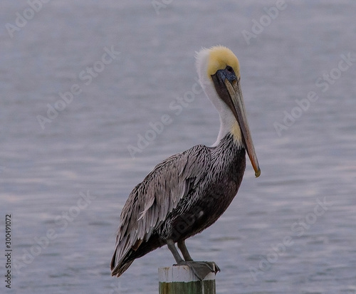 pelican on the beach