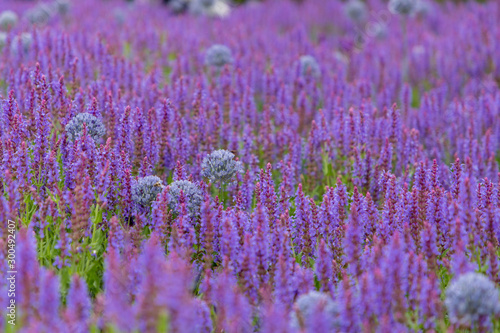 Field of beautiful purple lavender  Lavandula angustifolia  English Lavender  - selective focus.