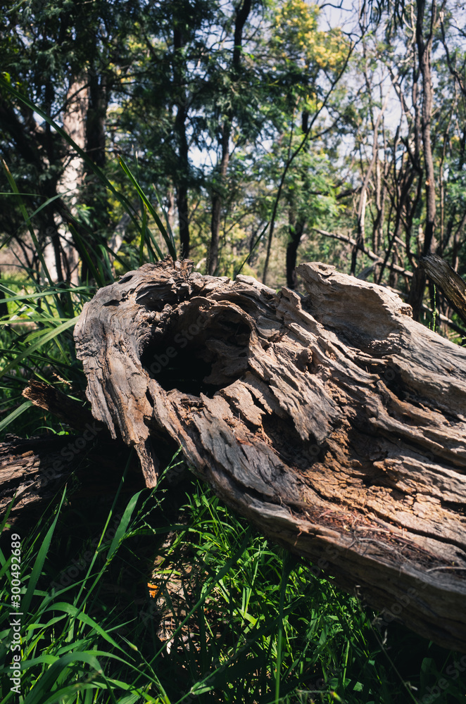 trunk of tree trunk of tree